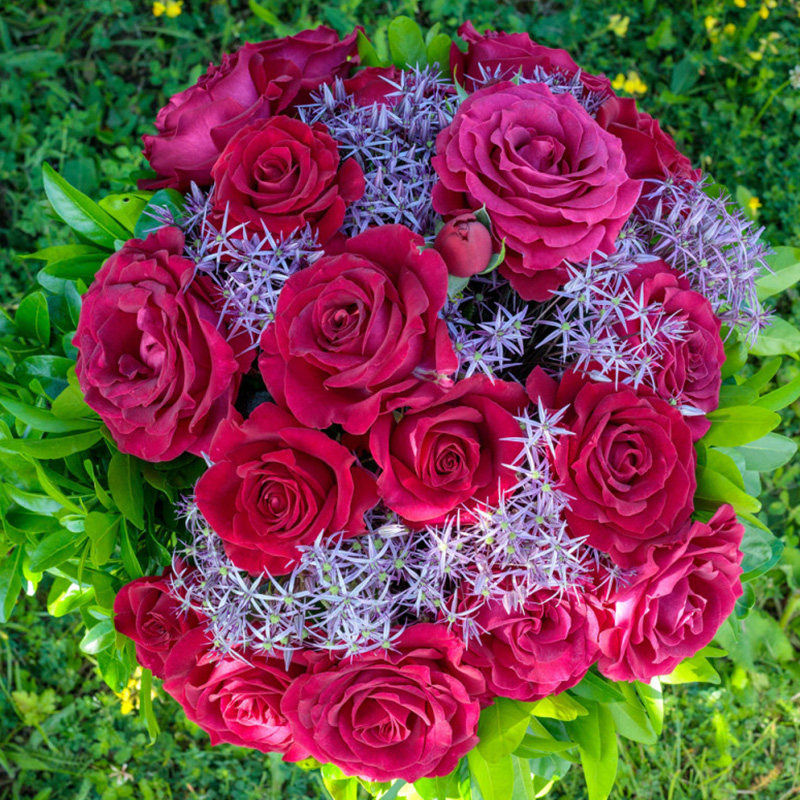 天狼 2.5/2.8L休眠壮苗盆栽苗庭院露台植物玫瑰花卉,鲜花速递/花卉仿真/绿植园艺,月季/蔷薇/玫瑰,淘宝优惠券,粉丝福利购,淘宝优惠卷