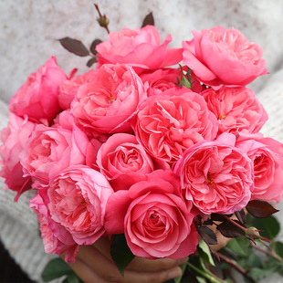 天狼月季 蜜语庭院紧凑直立型耐热易养护观赏性花卉盆栽苗新手推荐