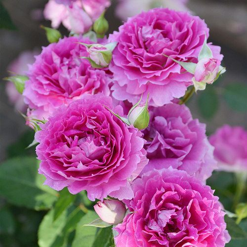 天狼浓香美人尖无刺日系易养新手