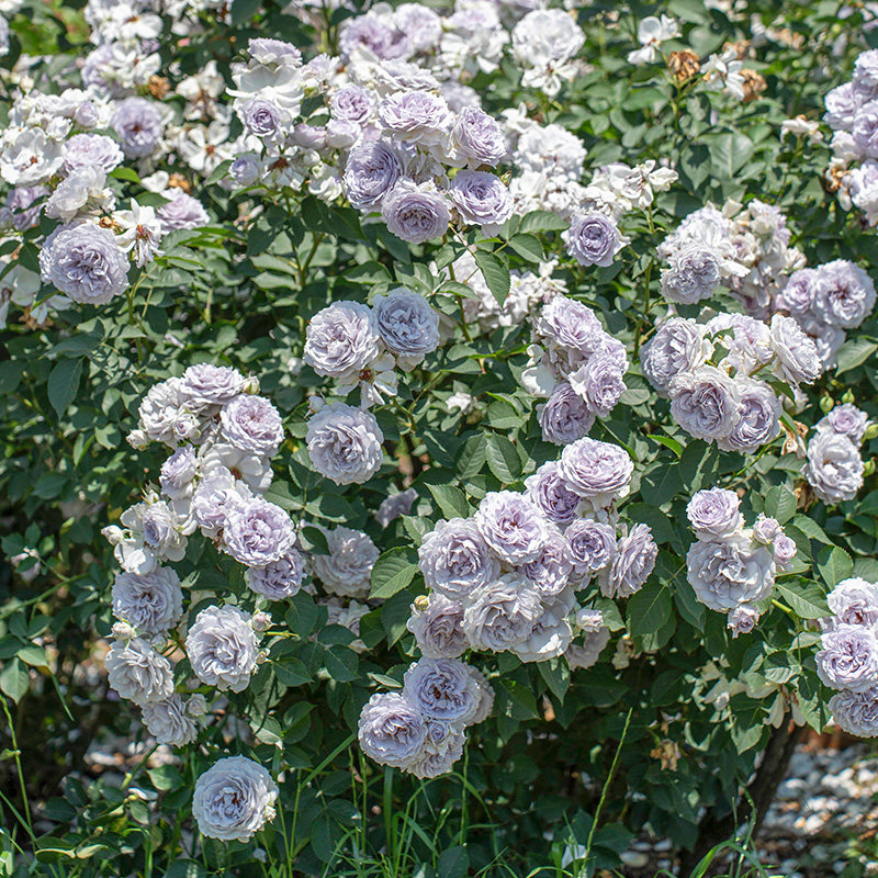【霁色】天狼月季自育大花浓香灌木月季易养多季植物花卉盆栽苗