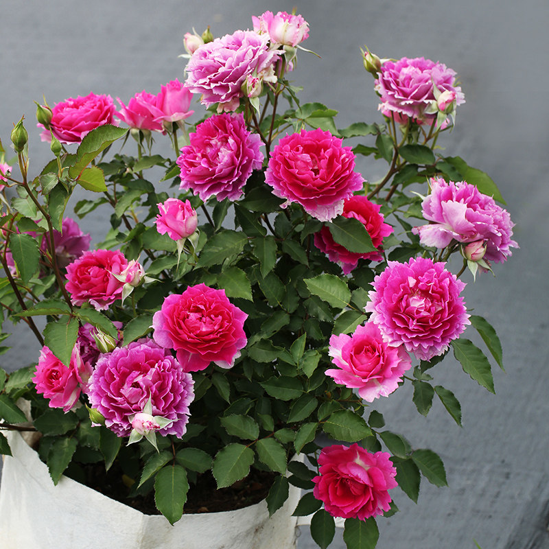 天狼月季天方夜谭露台灌木多季抗病新手易养护花卉盆栽苗新手推荐