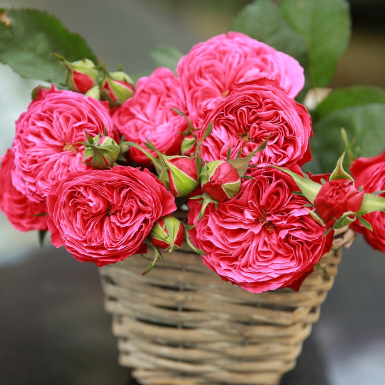 日式庭院植物价格 日式庭院植物图片 星期三