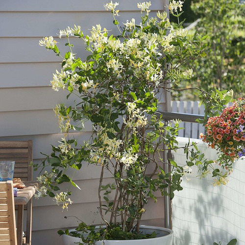 天狼金银花易养护耐寒攀援花卉