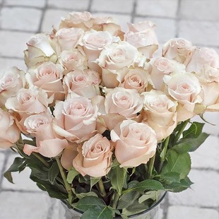 盆栽花卉 开花庭院花园观赏玫瑰月季 天狼月季 6.5升余晖巴神多季