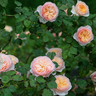 天狼涵仙花园藤本中香多季开观赏性攀援藤本玫瑰蔷薇盆栽新手推荐
