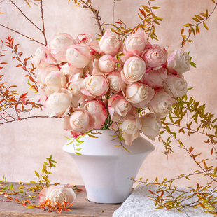 天狼月季玉衡自育丰花大花庭院阳台观赏性植物玫瑰花卉盆栽苗