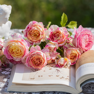 天狼月季 克劳德莫奈 多季节粉黄色条纹浓香灌木月季