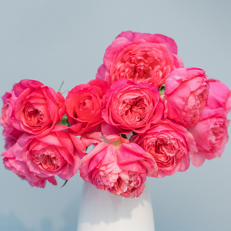 天狼月季采薇自育灌木庭院花园耐热易养护观赏性植物花卉盆栽苗,鲜花速递/花卉仿真/绿植园艺,月季/蔷薇/玫瑰,淘宝优惠券,粉丝福利购,淘宝优惠卷