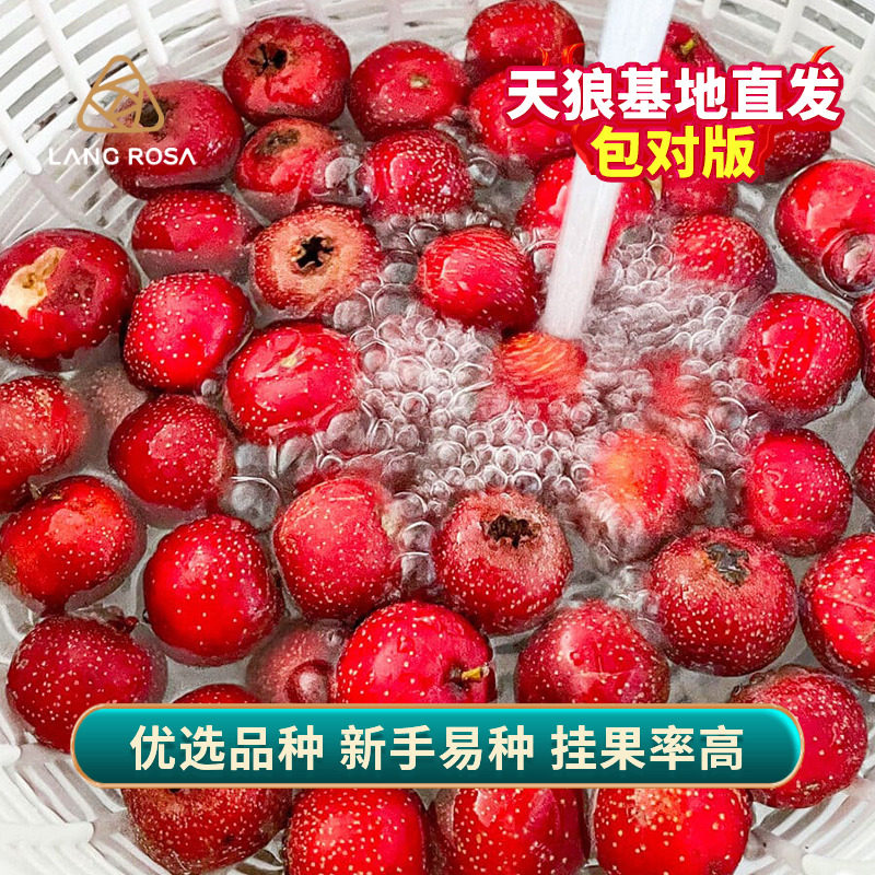 天狼山楂树裸根可地栽可盆栽