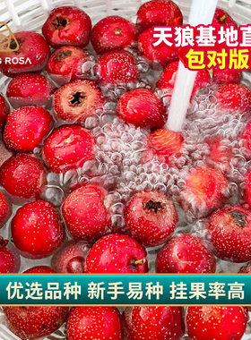 天狼山楂树裸根可地栽可盆栽