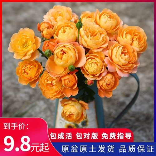 [Микро роза] Сириус колокольчики и цветочный цветок в горшках четырех цветочных саженцев в горшках