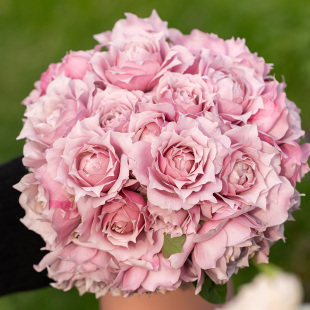 【直播福袋专享】幻紫1.2升盆