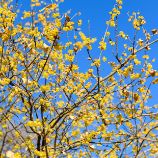 天狼腊梅新手易养护花香浓郁室外庭院花园盆栽地栽耐寒木本花卉