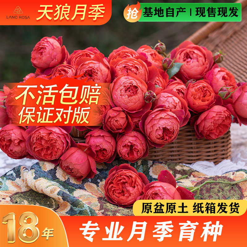 天狼月季红色系列多季开花庭院阳台楼顶美观植物玫瑰盆栽