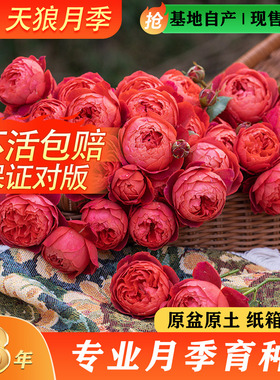 天狼月季红色系列多季开花庭院阳台楼顶美观植物玫瑰盆栽