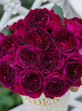 天狼月季 紫茸 自育月季玫瑰 大花浓香多季杂交茶香月季