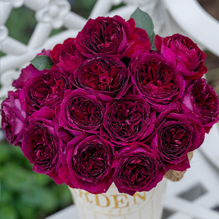 紫茸 杂交茶香月季 自育月季 大花浓香多季 玫瑰 天狼月季