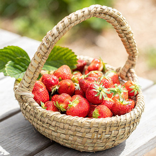 天狼 可食用喜光易养易种植盆栽果苗 奶油草莓苗9cm盆家庭园艺四季