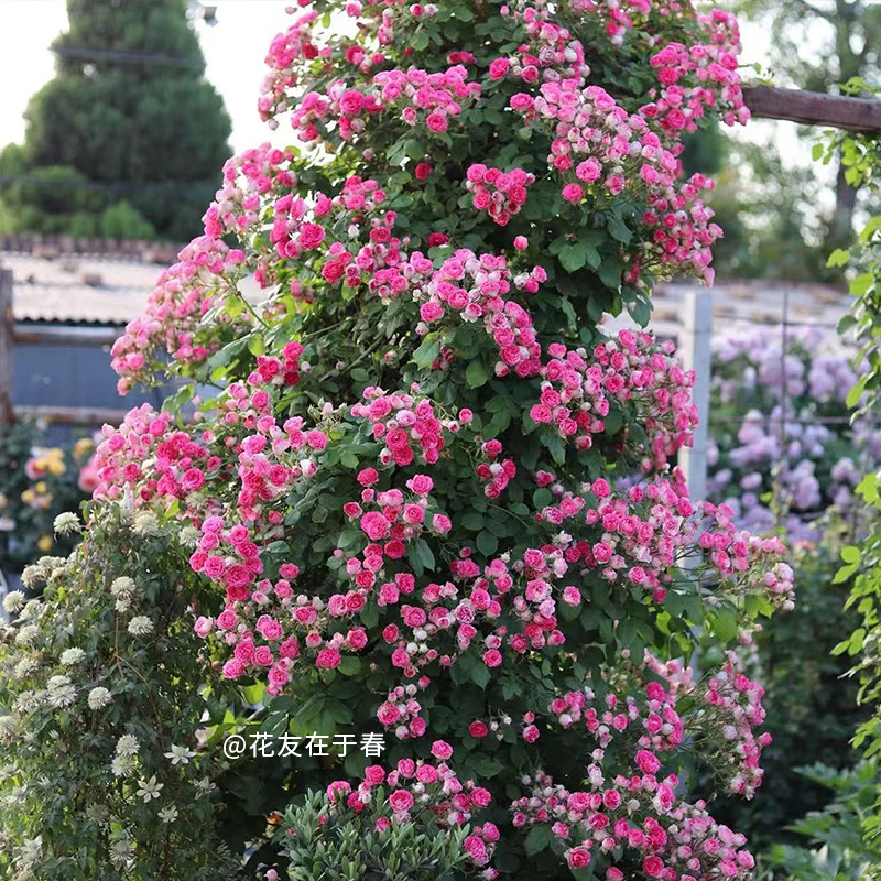 【胭脂扣】天狼月季自育耐热易养护花园攀援藤本植物盆栽花卉苗