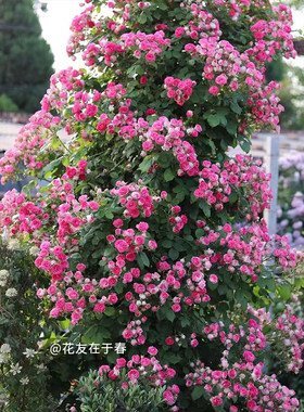 【胭脂扣】天狼月季自育耐热易养护花园攀援藤本植物盆栽花卉苗