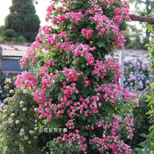 【胭脂扣】天狼月季自育耐热易养护花园攀援藤本植物盆栽花卉苗