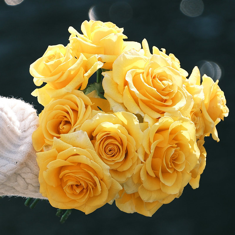 天狼月季贝壳花园灌木花大勤花观赏性黄色玫瑰盆栽花卉苗新手推荐,鲜花速递/花卉仿真/绿植园艺,月季/蔷薇/玫瑰,淘宝优惠券,粉丝福利购,淘宝优惠卷