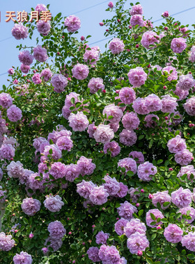 【蓝色阴雨】天狼月季庭院攀援藤本多季开花易养护花卉庭院花园