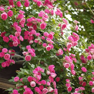 【直播福袋专享】胭脂扣1.2升盆