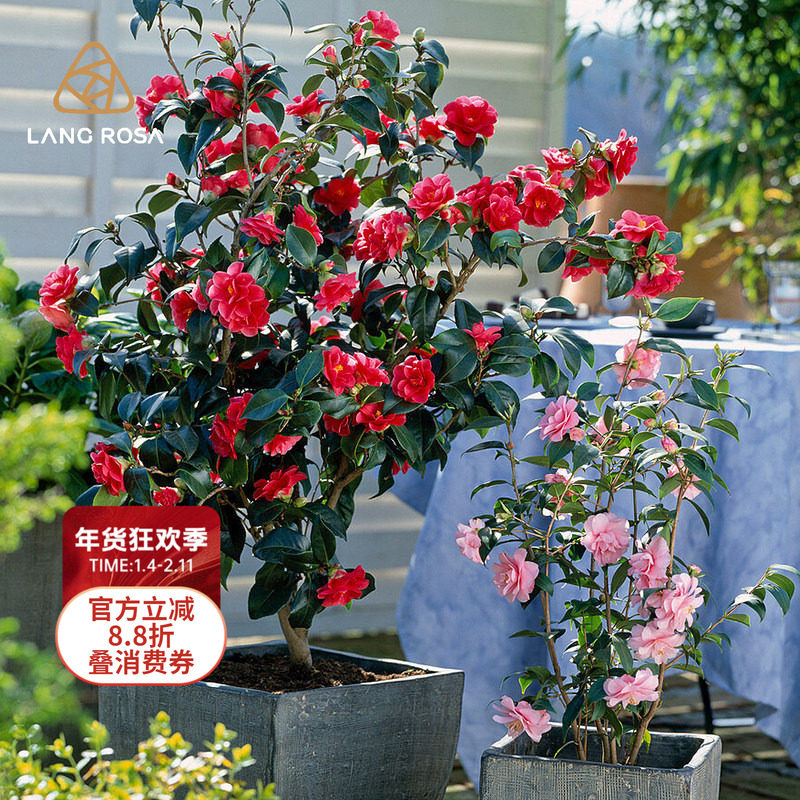 天狼 山茶花 庭院花园喜光易养护观赏性绿植盆栽花卉苗,鲜花速递/花卉仿真/绿植园艺,绣球/木绣球/木本植物,淘宝优惠券,粉丝福利购,淘宝优惠卷