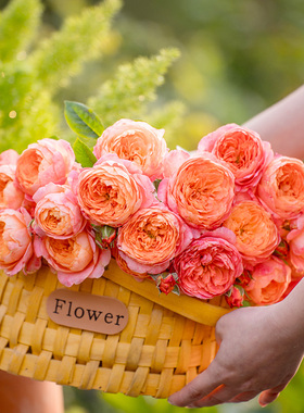 天狼月季 橘子 自育月季玫瑰 多季开花丰花灌木月季