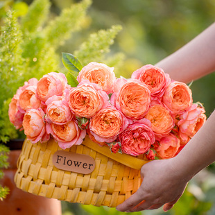 天狼月季 橘子 自育月季玫瑰 多季开花丰花灌木月季