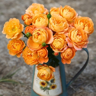 【直播福袋专享】果汁阳台1.2升盆