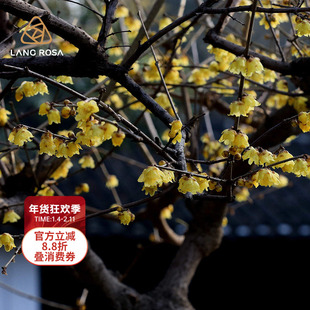 天狼 腊梅 庭院花园冬季观赏性木本植物花卉耐寒花香浓郁易养护