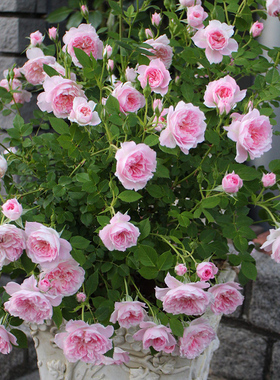 天狼月季 铃之妖精 勤花新手易养阳台微型月季玫瑰盆栽苗