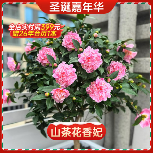 【圣诞嘉年华-山茶花】天狼庭院花园喜光易养观赏性绿植盆栽花卉