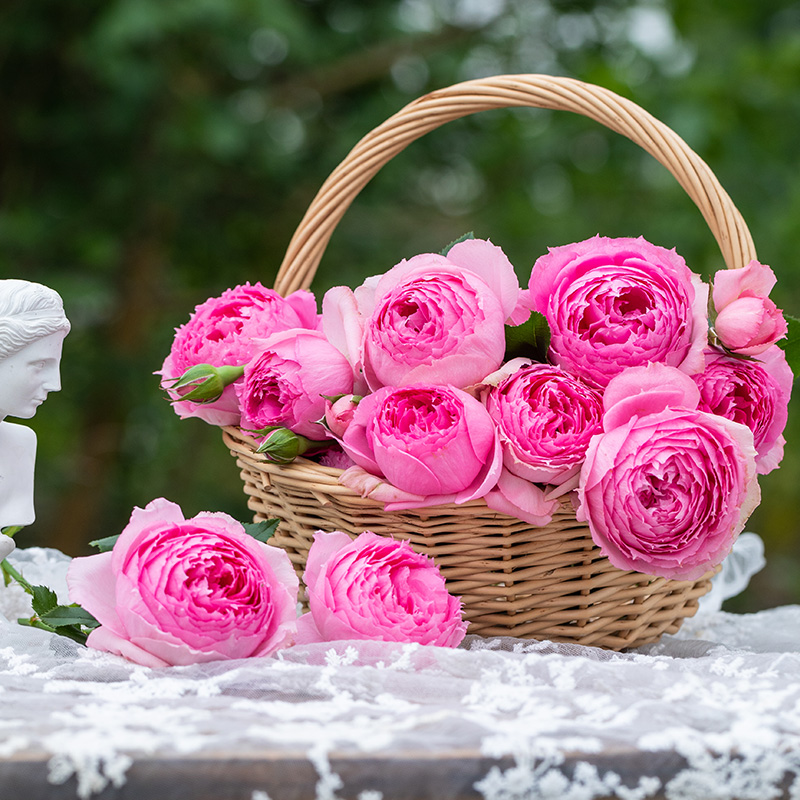 天狼月季自育新品莲舟