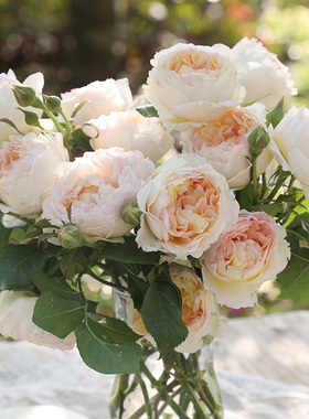 天狼月季 自育品种 回春 可藤可灌多季果香阳台露台盆栽花卉绿植