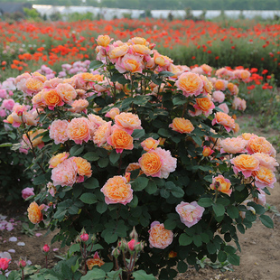 印象派 勤花爬藤拱门攀援藤本月季 月季 多季 玫瑰 天狼月季