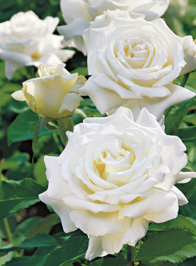 天狼月季保罗二世大花浓香易养护庭院花园观赏性植物玫瑰花卉盆栽