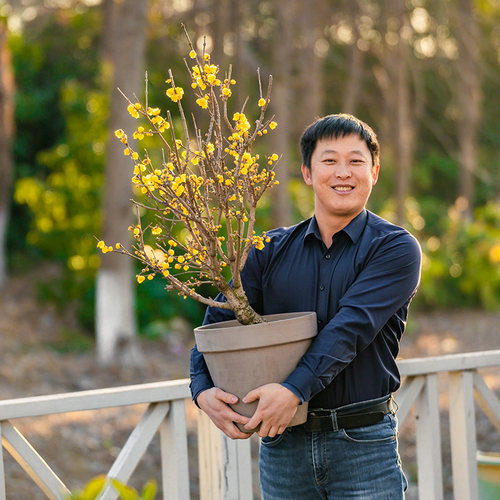 天狼 腊梅 新手易养护花香浓郁室外庭院花园盆栽耐寒木本花卉