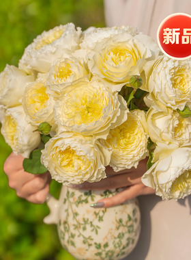 天狼月季浮光自育大花丰花新手易养护观赏性玫瑰花卉盆栽苗