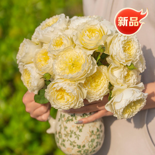 天狼月季浮光自育大花丰花新手易养护观赏性玫瑰花卉盆栽苗