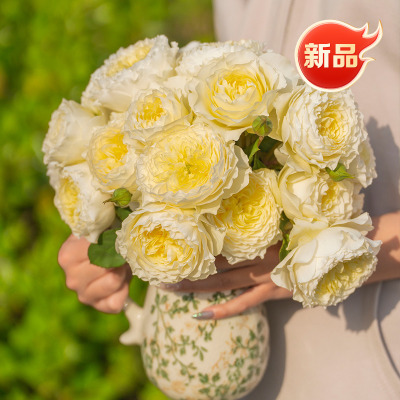 天狼月季浮光自育大花丰花新手易养护观赏性玫瑰花卉盆栽苗