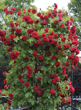 天狼月季弗洛伦蒂娜庭院可藤可灌红色大花观赏性花卉盆栽新手推荐