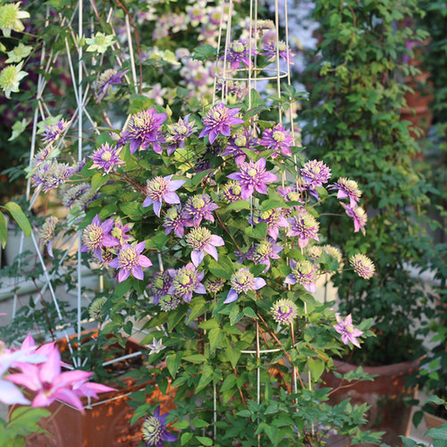 天狼铁线莲盆栽庭院阳台好养花卉爬藤攀援花卉垂吊植物