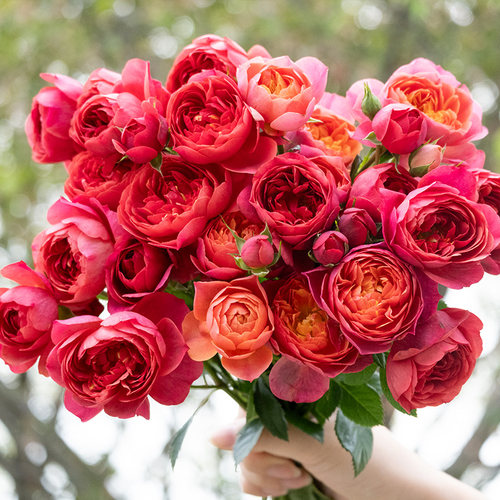 【绝色果汁】天狼月季庭院阳台易养大花微月观赏性绿植花卉盆栽苗