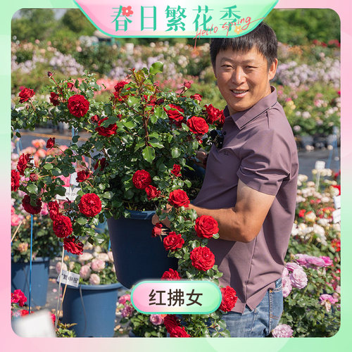 【繁花季-红拂女】天狼月季1.2升自育易养庭院花园玫瑰花卉盆栽苗