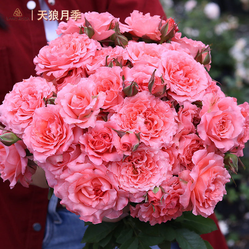 【珊瑚果冻】天狼月季多季粉色灌木勤花易养植物花卉盆栽苗