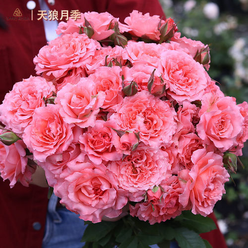 天狼月季灌木露台玫瑰珊瑚果冻