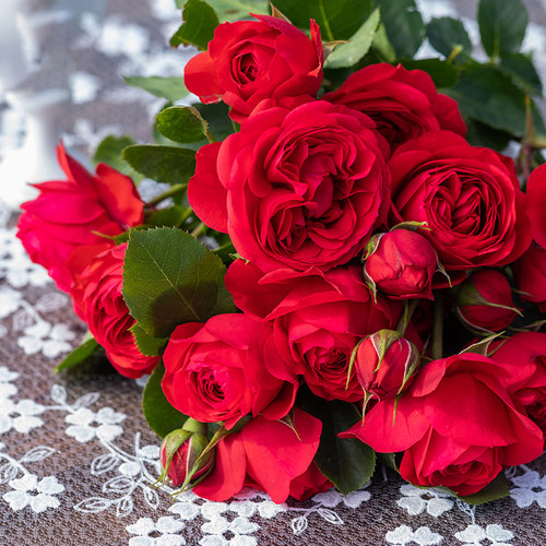 天狼月季红苹果庭院灌木花期长抗病观赏性玫瑰花卉盆栽苗新手推荐